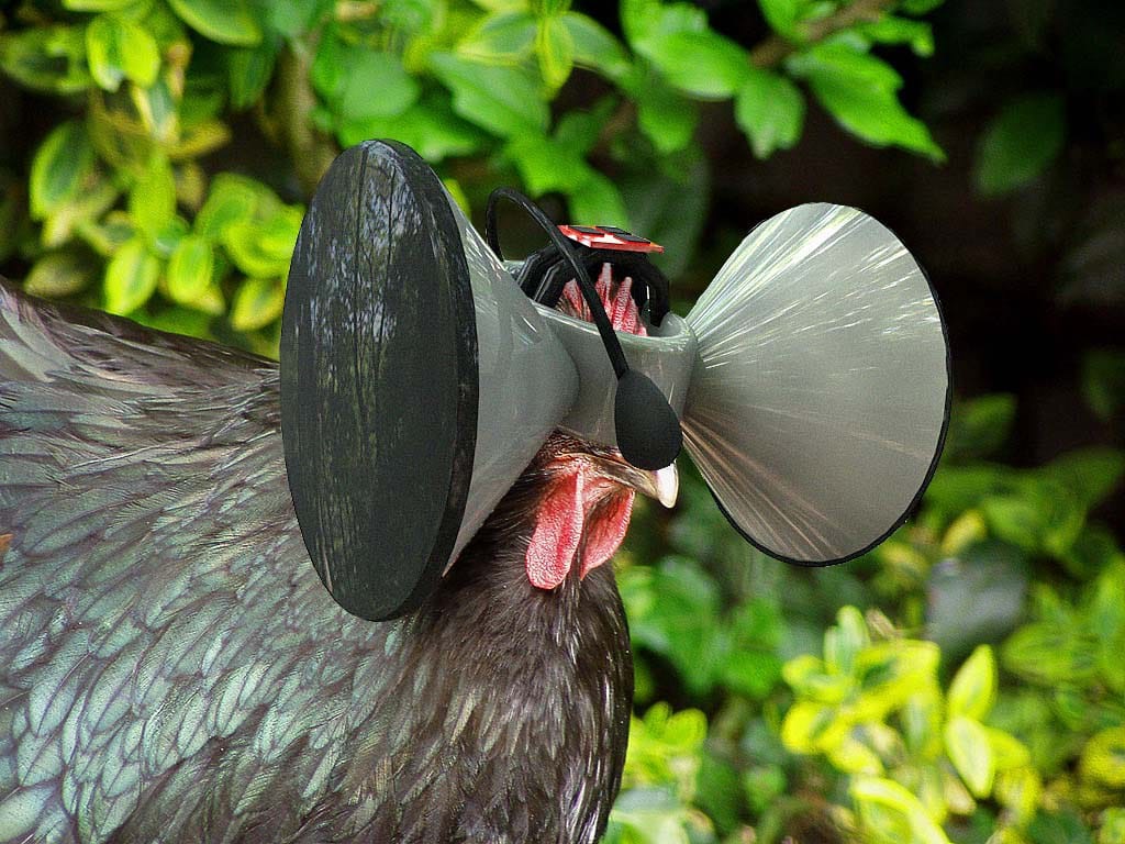 Someone's Making a Virtual Reality Headset for Chickens, Allowing them to Virtually Roam Free