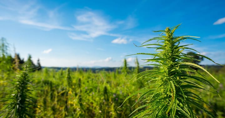 It's time to destigmatize cannabis usage for entrepreneurs