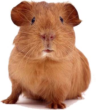 Twitter Users: The Guinea Pigs of the Technology Industry